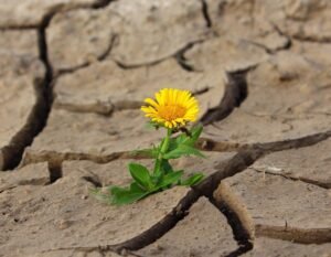 flower, life, yellow flower, flower background, nature, crack, desert, drought, flower wallpaper, survival, loneliness, dry, beautiful flowers, dirt, single flower, bloom, blossom, yellow petals